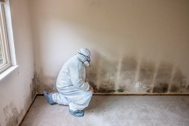 Mold Remediation for Rental Properties in Morrison, IL